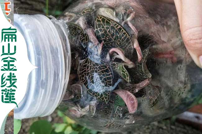 台州瓶裝金線蓮批發