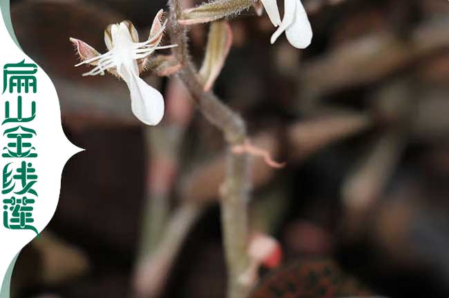 福（fú）建金線蓮花批發