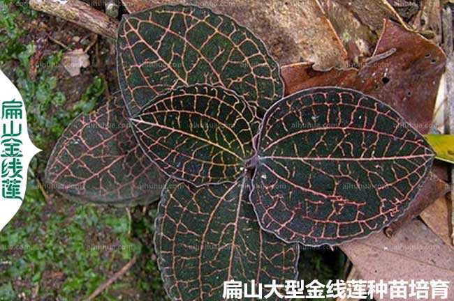 施肥福建（jiàn）金線蓮（lián）種植如何澆水 除蟲采收 2024-HG烘幹銷售（shòu）批發