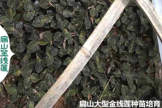 江蘇林下種植金線蓮技術