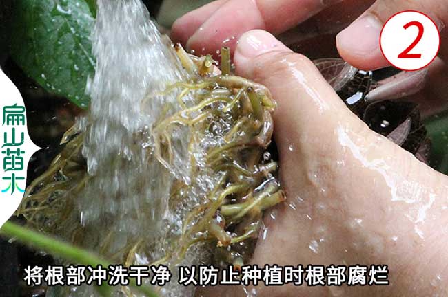 金線蓮種植技術