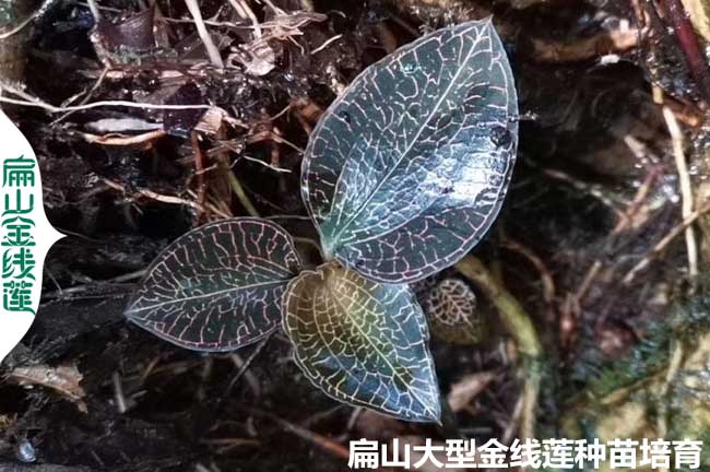 福建各省種植金線蓮環境條件的要求 浙（zhè）江西湖南（nán）貴州廣西廣東