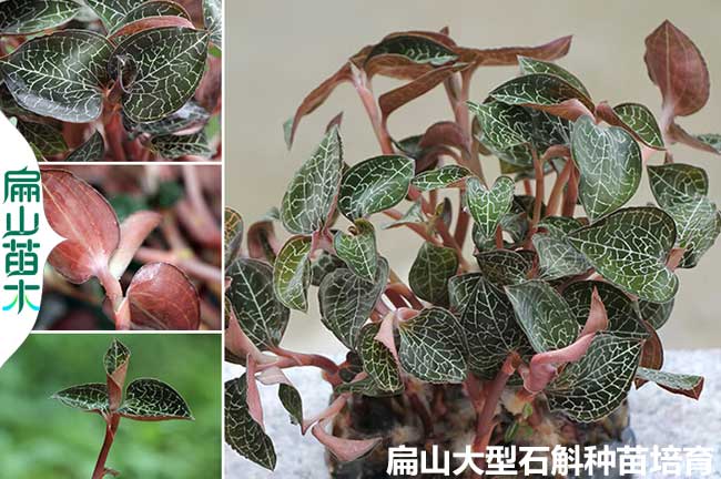 金線蓮種植技術