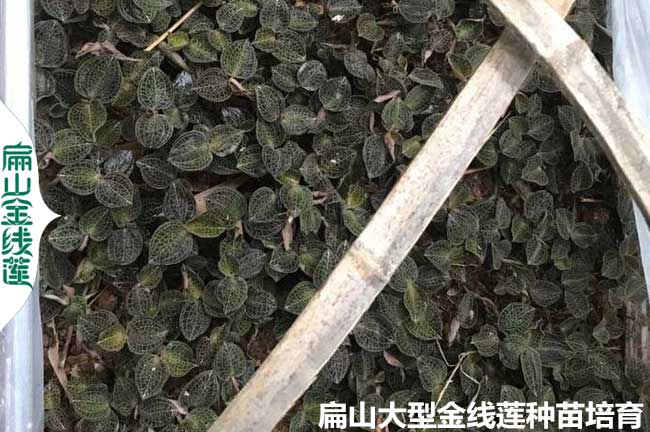 福建林下种植金线莲