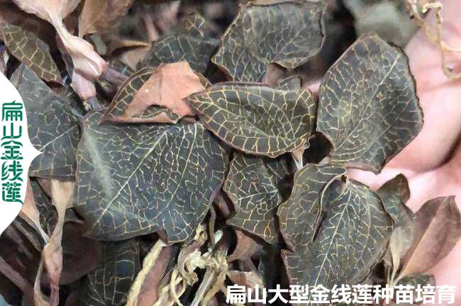 福建（jiàn）金線蓮種植條件