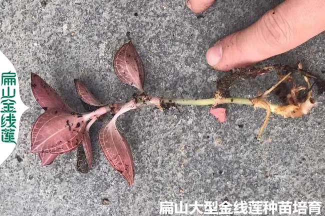 金線蓮種（zhǒng）植時間