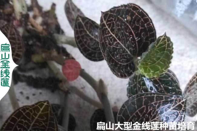 金線蓮如何澆水