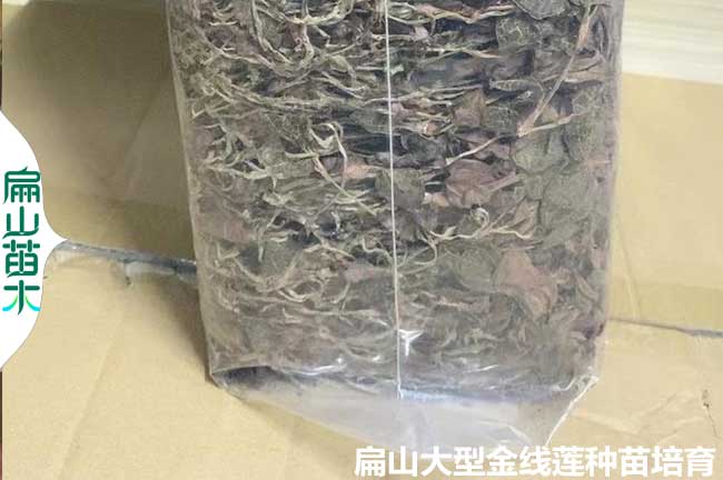 福建中藥（yào）材金線蓮