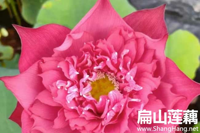 三明（míng）蓮藕種植苗批發