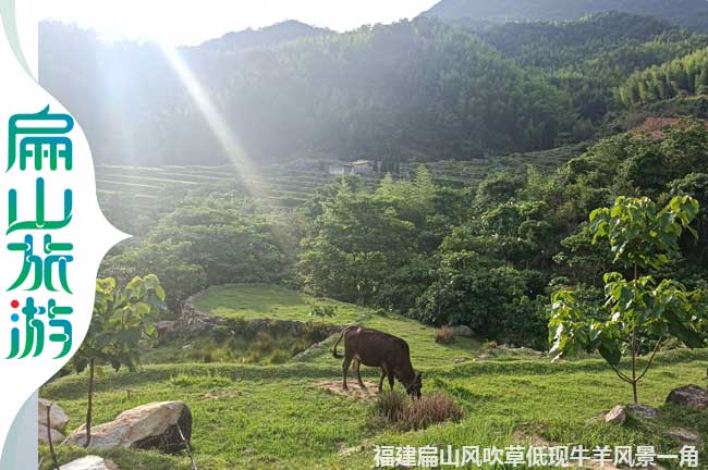 上杭放養黑牛養殖