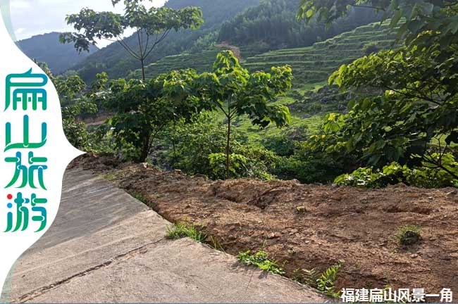 南方梧桐樹風景