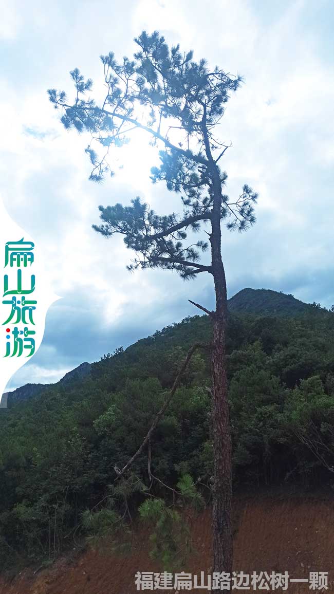 龍岩迎客鬆風景區