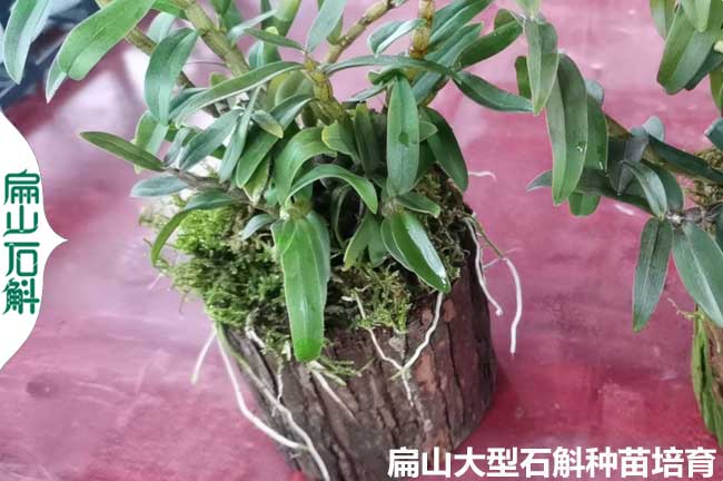 標準化湖南鐵皮石斛種苗培育基地批發 湘潭（tán）懷化株洲（zhōu）小（xiǎo）杯苗1Y