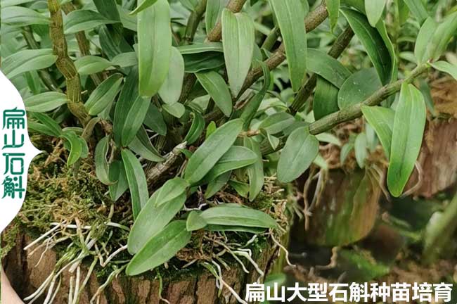 福建（jiàn）水草石斛種（zhǒng）植