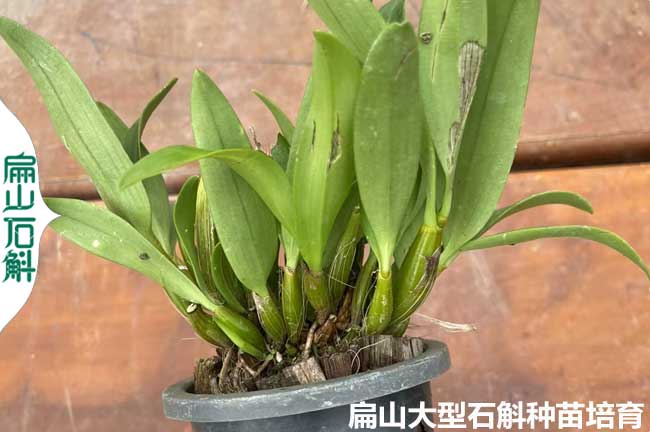 漳州麝香石（shí）斛小杯苗（miáo）