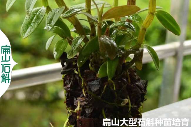 大型 浙（zhè）江鐵皮石斛種植基地 P培育銅皮鼓（gǔ）槌金釵小杯苗瓶裝8元