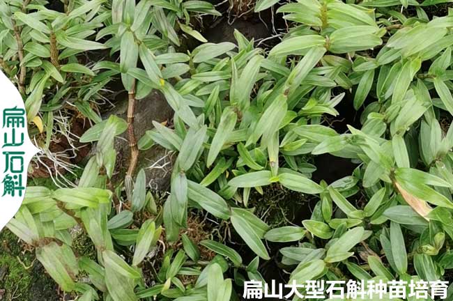 宣城麝香石斛種植