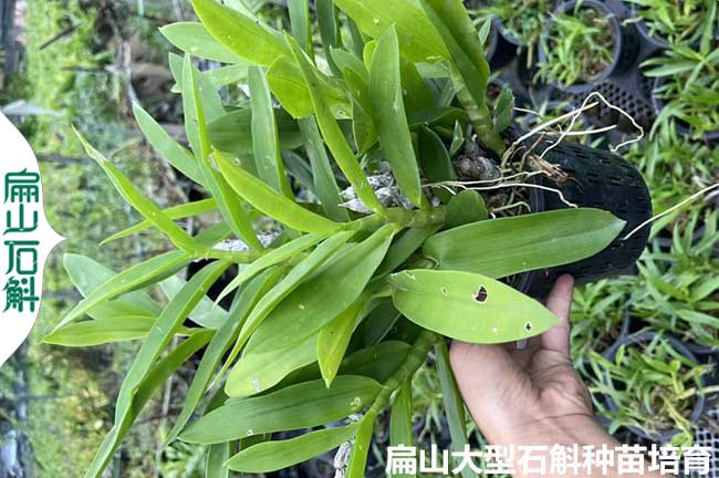 10元 金華麗水鐵皮石斛種（zhǒng）植基地（dì） 批（pī）發金釵麝香金線（xiàn）蓮種（zhǒng）苗價