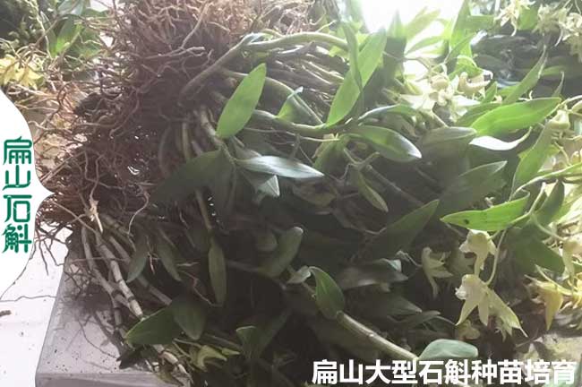 益陽鐵皮石斛種苗批發