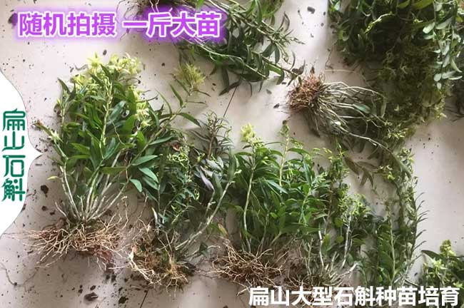 多年養殖經驗 湖北石斛（hú）鐵皮種（zhǒng）苗河（hé）南金線蓮種植基地電話135