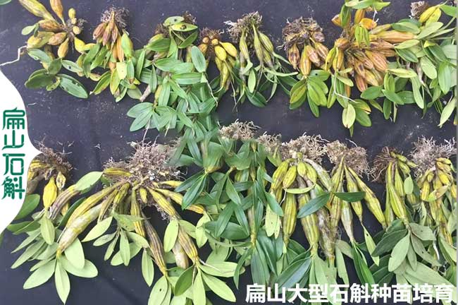 大批發湖南石（shí）斛種苗培育 株洲懷化 美花櫻石斜檀香大龜背3元