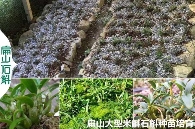 河南铁皮石斛种植基地