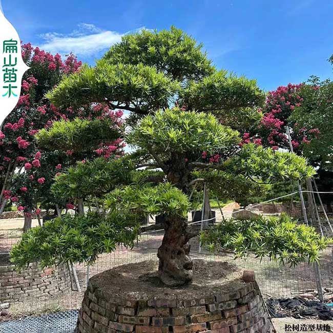 福州羅漢鬆樹盆景