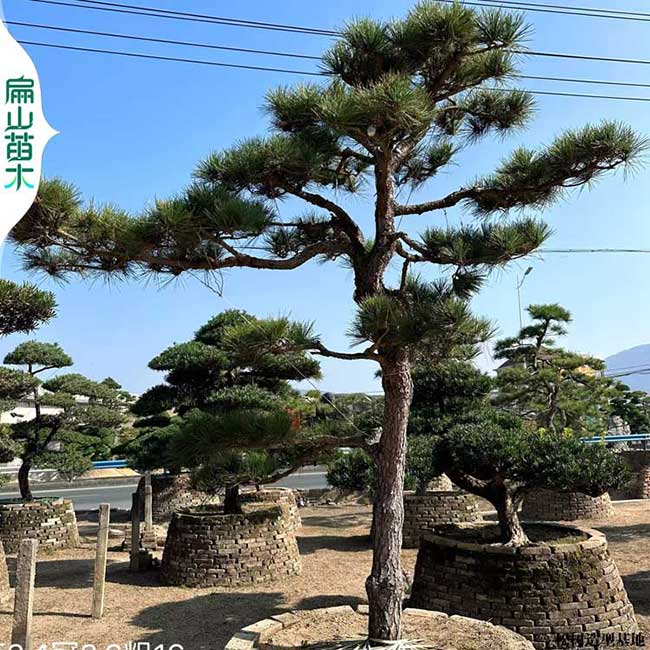 中山五針鬆盆景