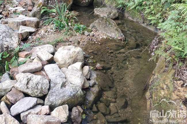 福建土雞養殖