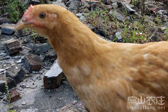 寧德（dé）河（hé）田雞苗