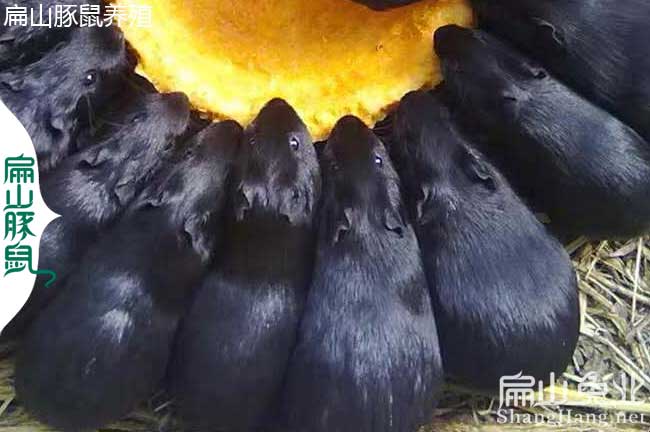 清遠豚（tún）鼠養殖場