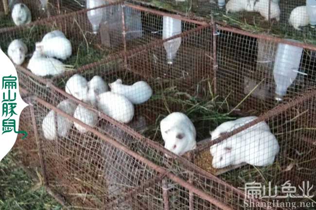 江西白豚鼠養殖場