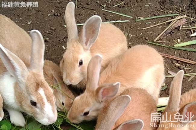 Y野（yě）兔嘉興黃兔竹蟲豚鼠養殖場 嘉興公羊兔養殖基地批發98元/隻（zhī）