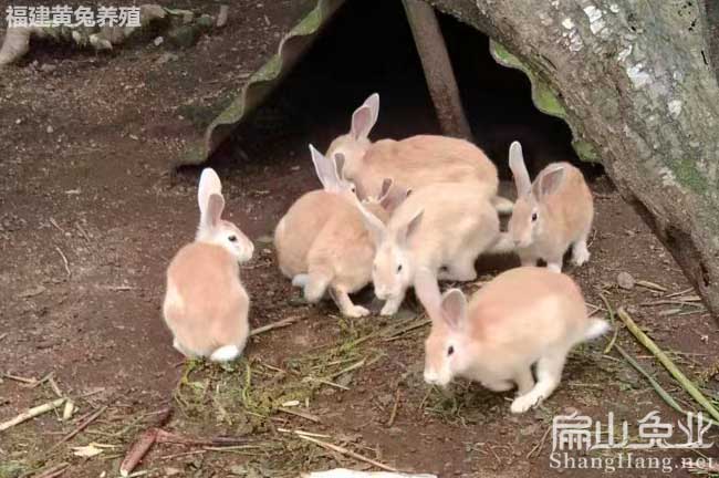 河源野兔養殖