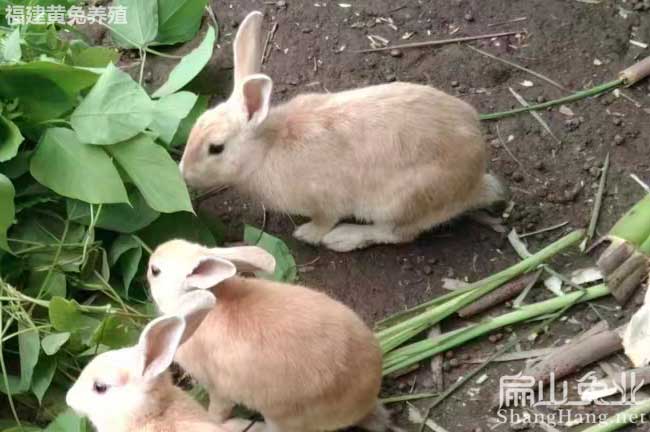 潮州黃兔養殖