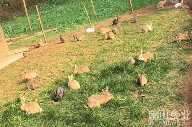 散養竹鼠養殖