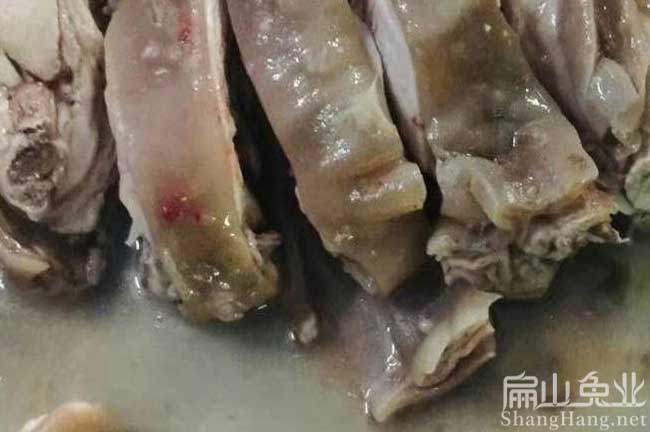 廣州肉兔批發