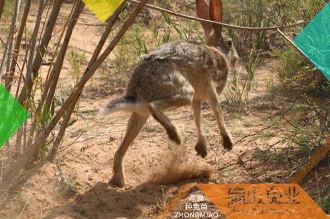 福建散養竹鼠