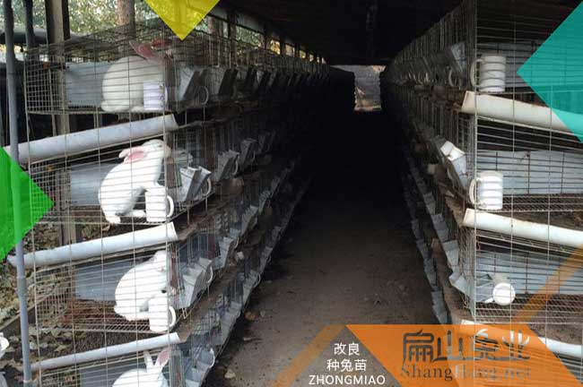 廈（xià）門肉兔養殖基地