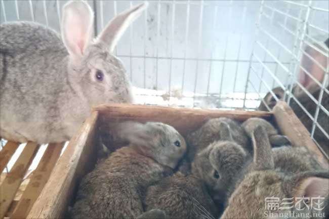 莆田種兔養殖