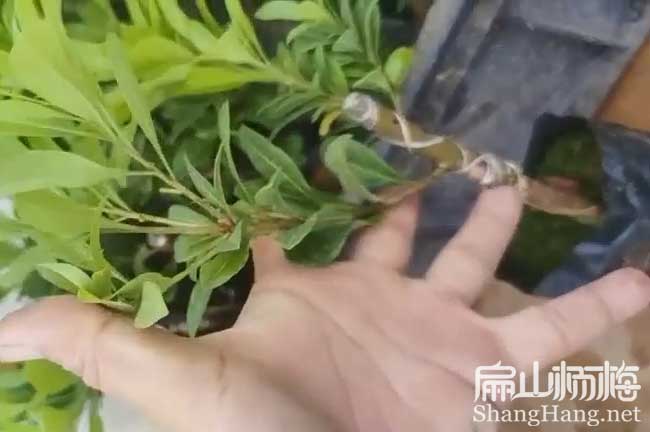 婁底楊梅小杯苗批發