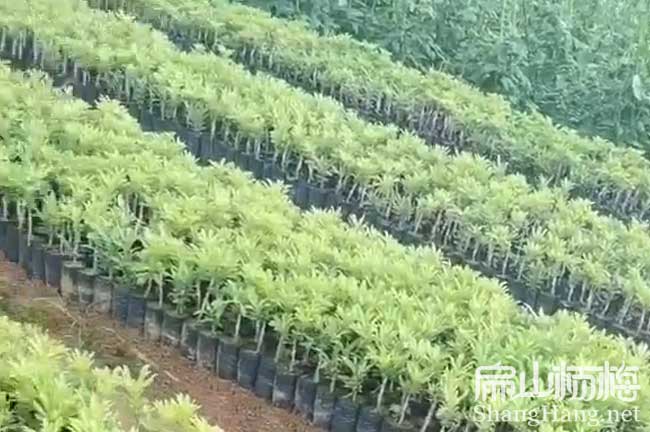 佛山黑魁楊梅小杯苗（miáo）批發