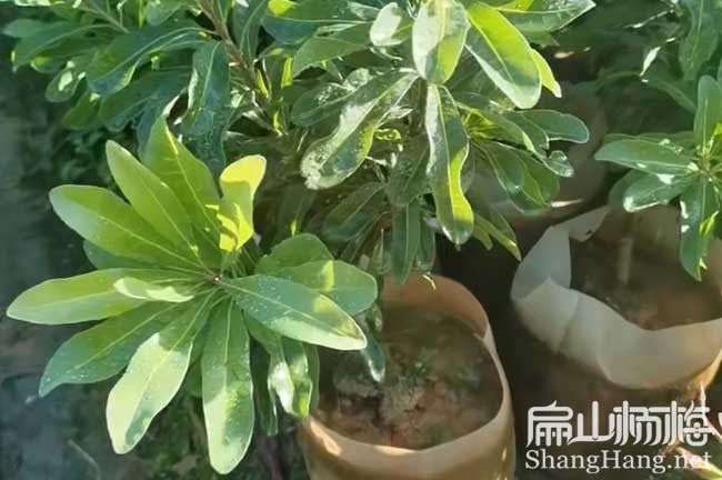 陝西2年楊（yáng）梅中杯苗批發