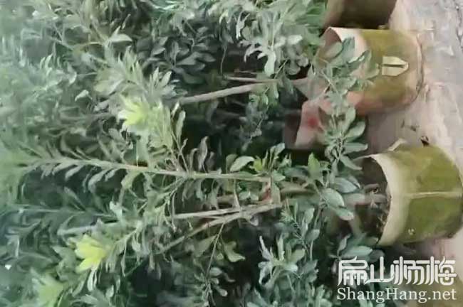 [粉紅楊梅苗（miáo）]南通粉白水（shuǐ）晶楊梅苗批發 南通晚稻早熟晚薺8元