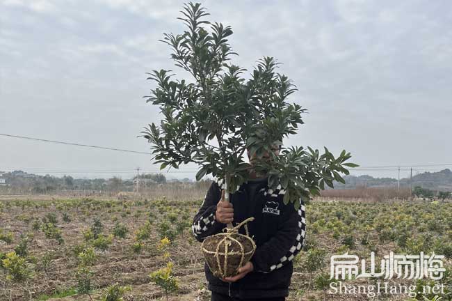 [賣梅縣大黑炭楊梅苗] 梅州白沙黃岩楊梅苗培育批（pī）發基地3元/珠