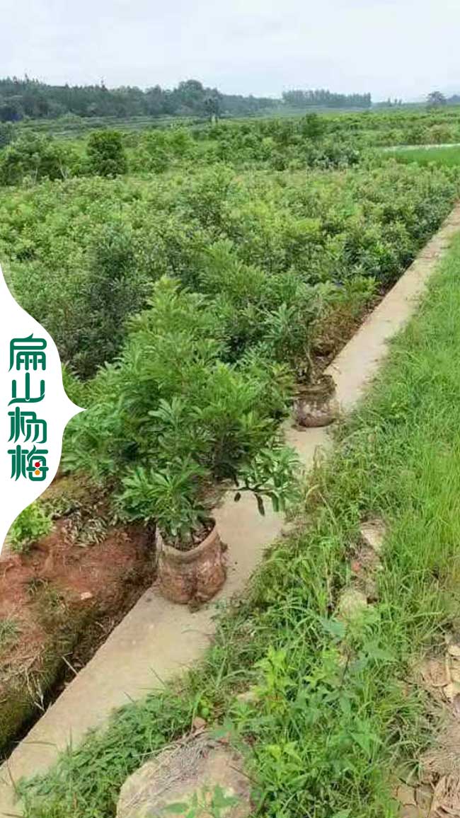 晚熟楊梅苗 遵義嫁接楊梅苗批發 遵義東魁水晶黑晶6元/珠