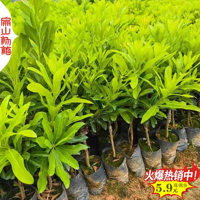 扁山隨州（zhōu）3年水晶（jīng）楊（yáng）梅苗 1公分（fèn）中（zhōng）科油茶苗批發 好價格30-60CM