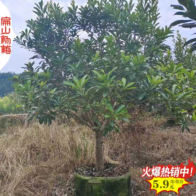 三（sān）亞楊梅苗批發