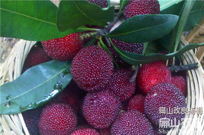 福建（jiàn）楊梅（méi）種植基地