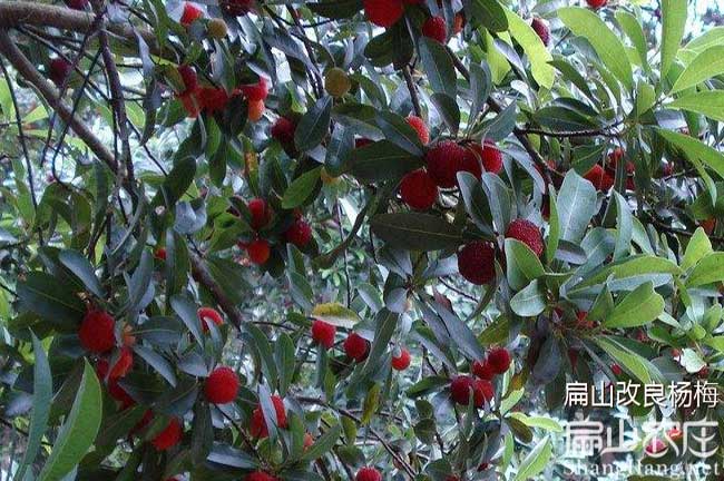 台州杨（yáng）梅种植基地